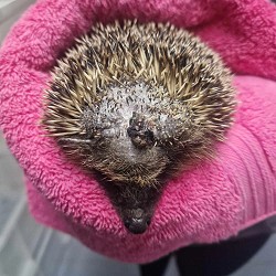 Image showing a hedgehog that has been attacked by a dog wrapped in a towel Image showing a hedgehog that has been attacked by a dog wrapped in a towel
